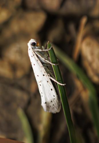Yponomeuta sp.